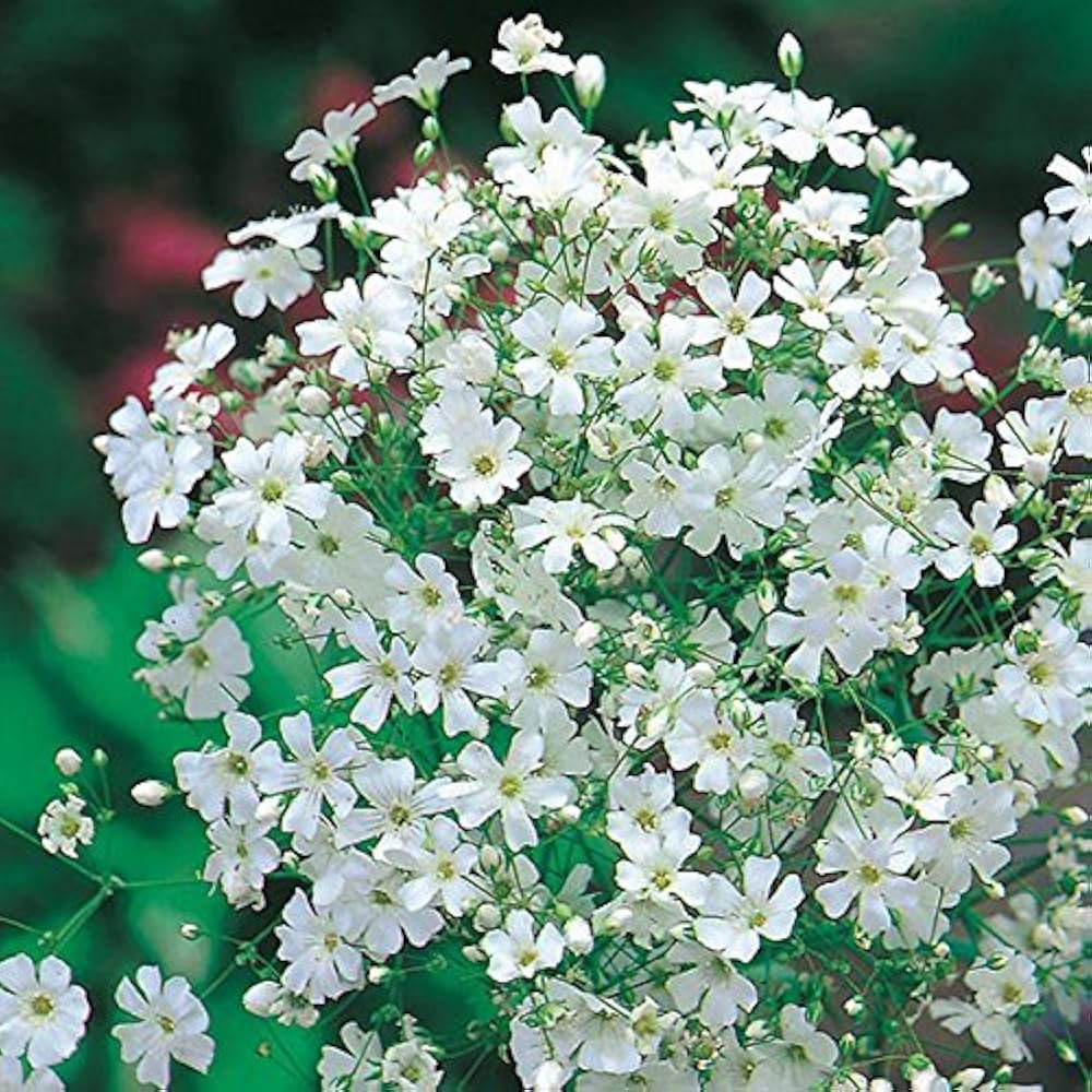 Gypsophila Paniculata Romantic Star Flower - for planting in home garden